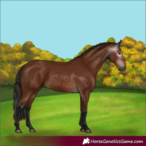 Horse Color:Gray Bay 