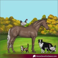 Horse Color:Silver Black 