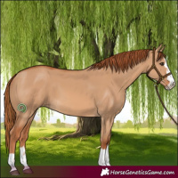 Horse Color:Red Dun 