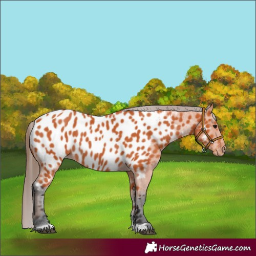 Horse Color:Bay Appaloosa