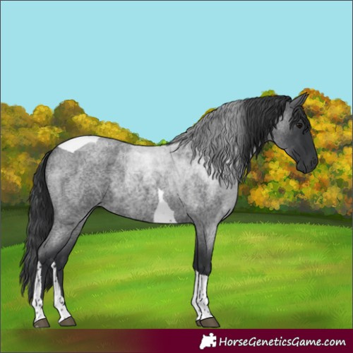 Horse Color:Blue Roan Tobiano