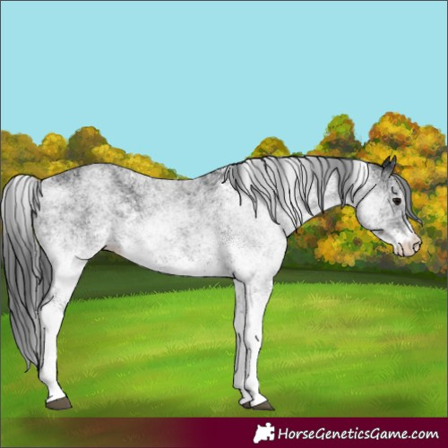 Horse Color:White Spotted Black 
