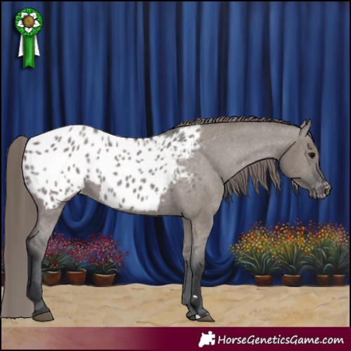 Horse Color:Grullo Appaloosa 