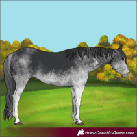Horse Color:White Spotted Black 