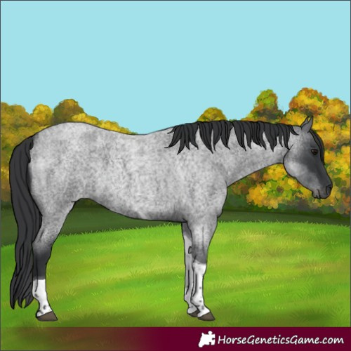 Horse Color:Blue Roan Tobiano 