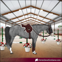 Horse Color:Blue Roan Splash