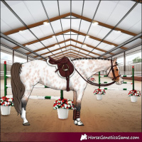 Horse Color:Bay Roan Splash Appaloosa 