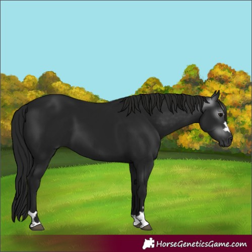 Horse Color:Unknown 
