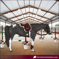 Horse Color:Smoky Black Tobiano