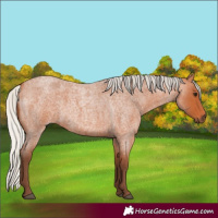 Horse Color:Silver Bay Roan 
