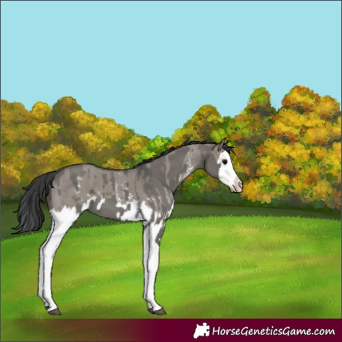 Horse Color:Grullo Sabino Splash  and Grullo Sabino Splash 