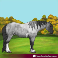 Horse Color:Blue Roan Tobiano 