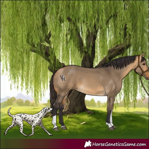 Horse Color:Buckskin Dun Tobiano 