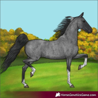 Horse Color:Blue Roan Tobiano