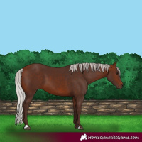 Horse Color:Silver Bay 