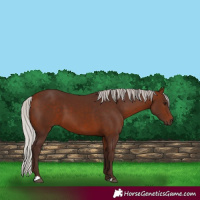 Horse Color:Silver Bay 
