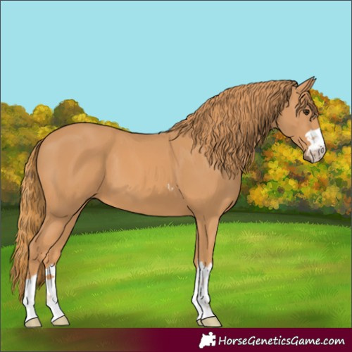 Horse Color:Chestnut 