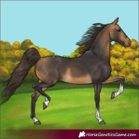 Horse Color:Buckskin Tobiano 