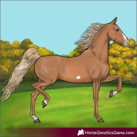 Horse Color:Chestnut Splash Frame 