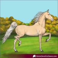 Horse Color:Palomino Splash Frame