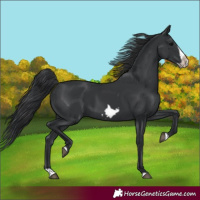 Horse Color:Black Splash Frame 