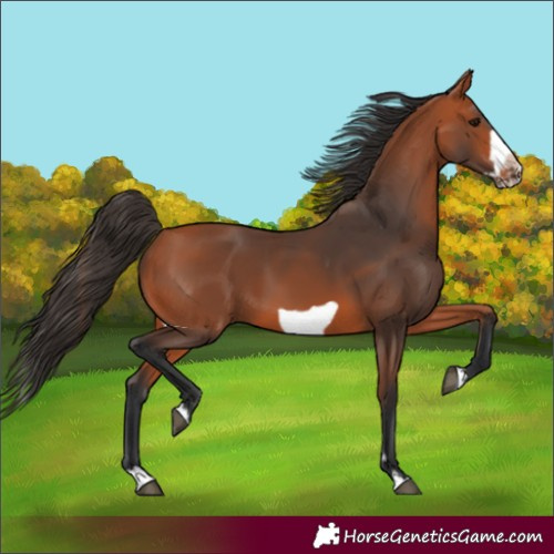 Horse Color:Bay Splash Frame 