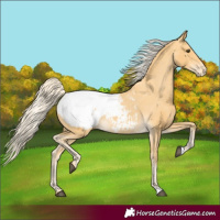 Horse Color:Palomino Appaloosa