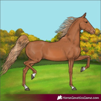 Horse Color:Chestnut Appaloosa 