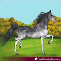 Horse Color:White Spotted Black