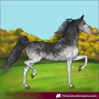 Horse Color:White Spotted Black 