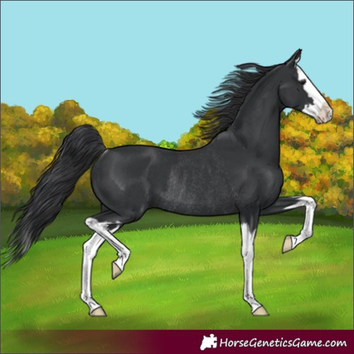 Horse Color:Black Splash Rabicano 