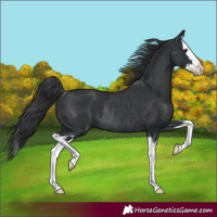 Horse Color:Black Splash Rabicano 