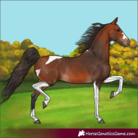 Horse Color:Bay Tobiano Rabicano