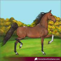Horse Color:Bay Tobiano Rabicano 