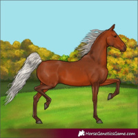 Horse Color:Silver Bay 