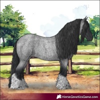 Horse Color:Blue Roan Tobiano 