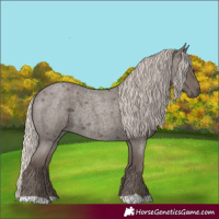 Horse Color:Silver Blue Roan 