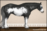 Horse Color:Smoky Black Splash Frame and Gray Smoky Black Splash Frame