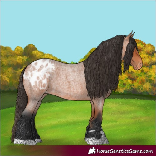 Horse Color:Bay Roan Appaloosa 
