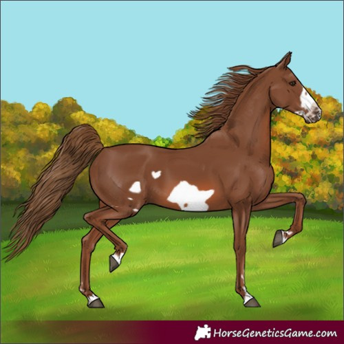 Horse Color:Chestnut Frame