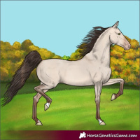Horse Color:Amber Champagne Dun 