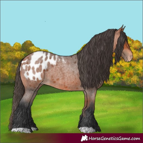 Horse Color:Bay Roan Appaloosa 