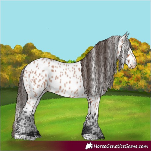 Horse Color:Bay Roan Leopard 