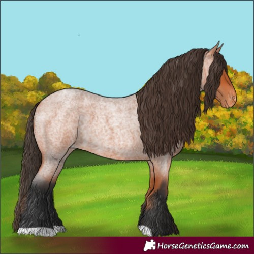 Horse Color:Bay Roan Appaloosa 