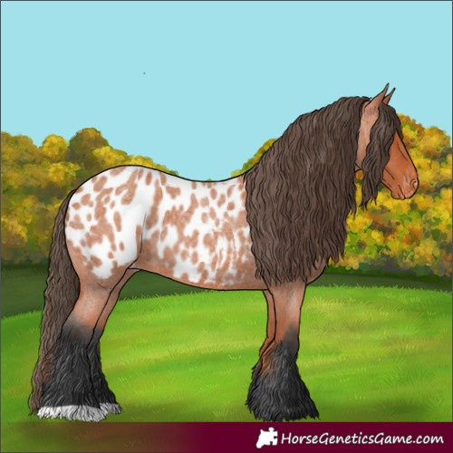Horse Color:Bay Roan Appaloosa 