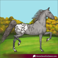 Horse Color:Grullo Appaloosa 