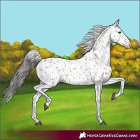 Horse Color:Grullo Splash Appaloosa 