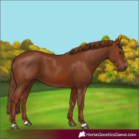 Horse Color:Chestnut 