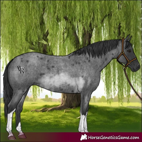 Horse Color:Blue Roan Tobiano 