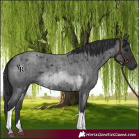 Horse Color:Blue Roan Tobiano